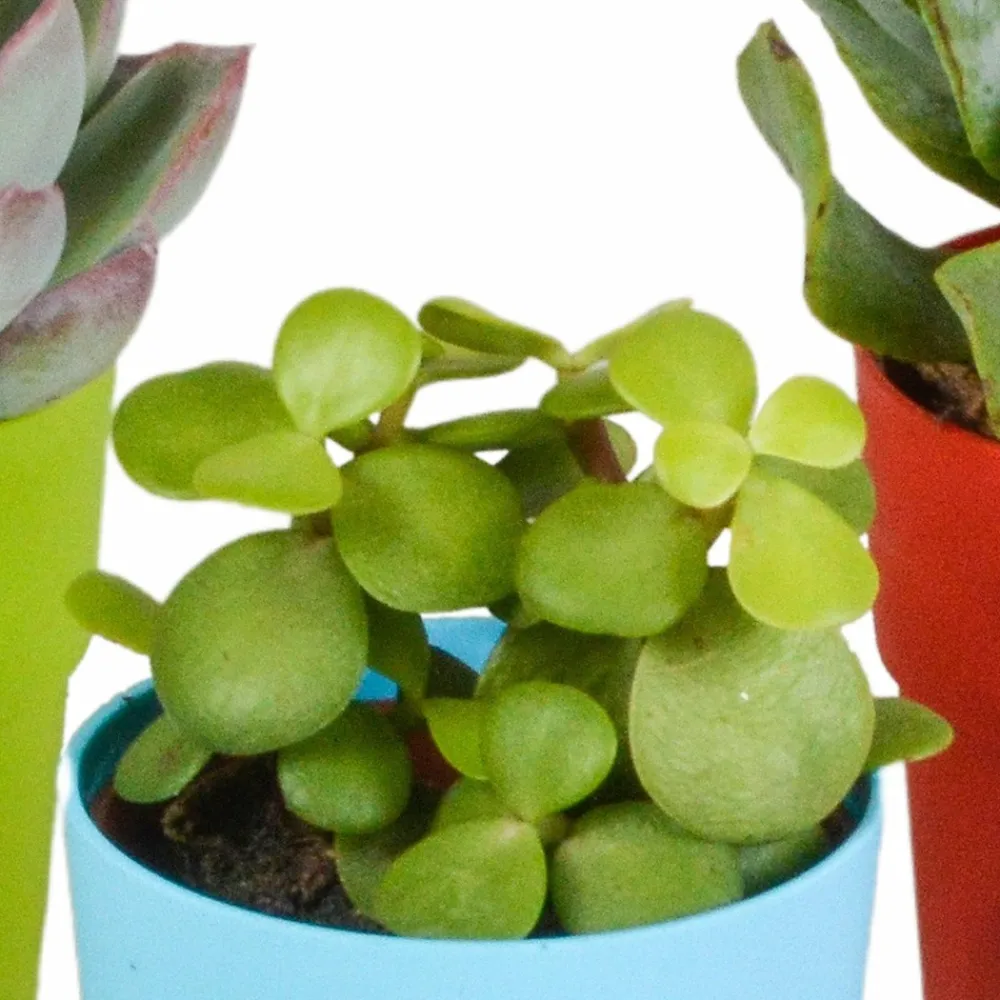 La Green Touch - Mix de 5 succulentes et leurs caches-pots colorés h16cm Hot