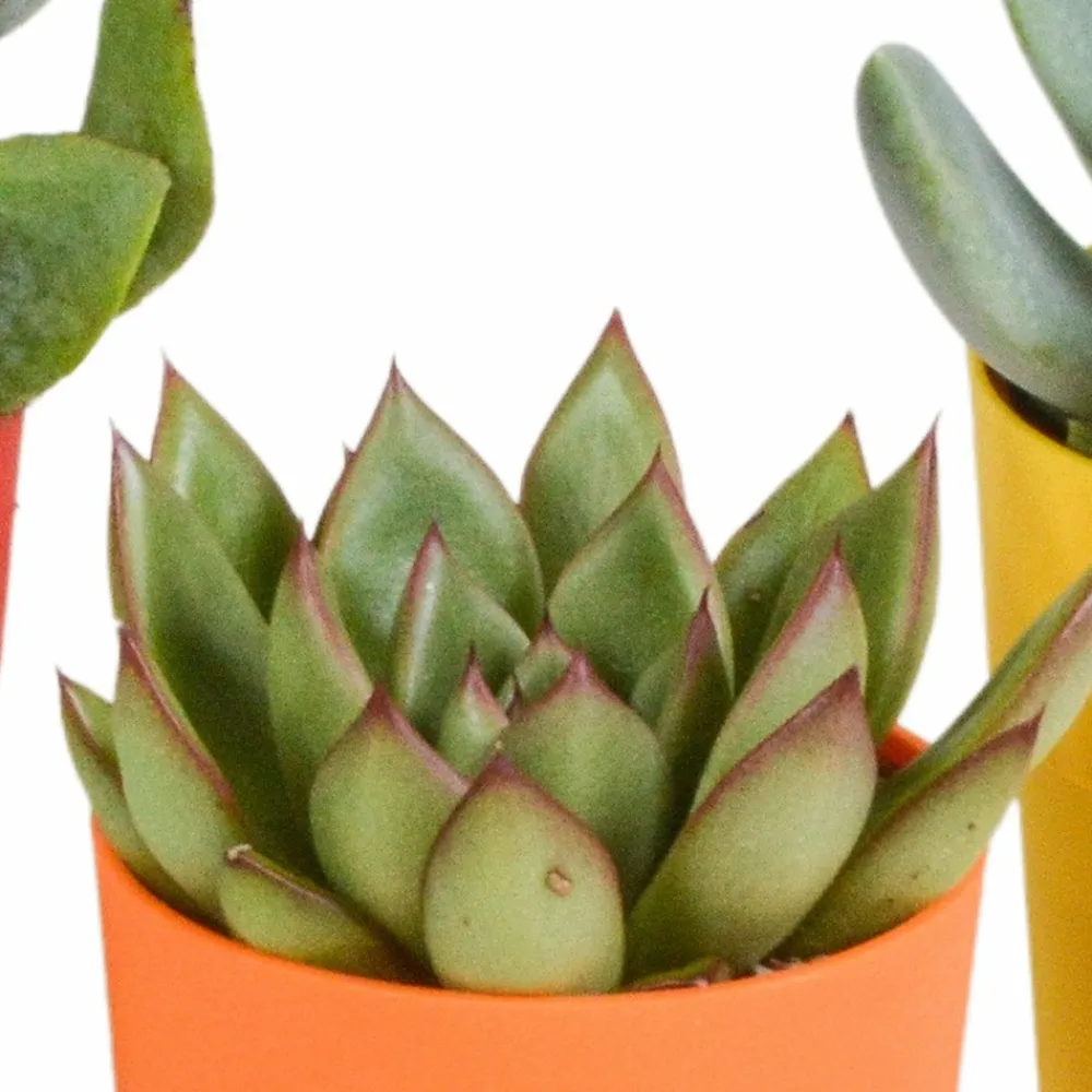 La Green Touch - Mix de 5 succulentes et leurs caches-pots colorés h16cm Hot