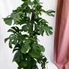 La Green Touch Plantes Vertes | - Monstera deliciosa xxl 150cm - plante d'intérieur