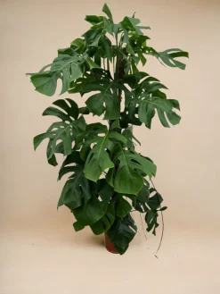 La Green Touch Plantes Vertes | - Monstera deliciosa xxl 150cm - plante d'intérieur