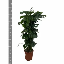 La Green Touch Plantes Vertes | - Monstera deliciosa xxl 150cm - plante d'intérieur