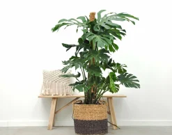 La Green Touch Plantes Vertes | - Monstera deliciosa xxl 150cm - plante d'intérieur