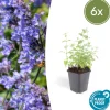 La Green Touch - Nepeta 'six hills giant' x6 – entre 0,38 et 0,5m2 Online