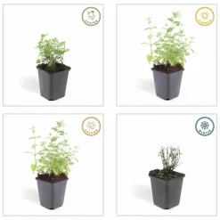 La Green Touch - Nepeta 'six hills giant' x6 – entre 0,38 et 0,5m2 Online
