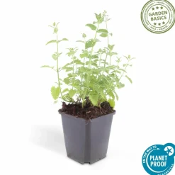 La Green Touch - Nepeta 'six hills giant' x6 – entre 0,38 et 0,5m2 Online