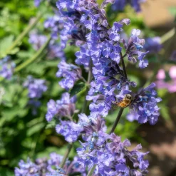 La Green Touch - Nepeta 'six hills giant' x6 – entre 0,38 et 0,5m2 Online