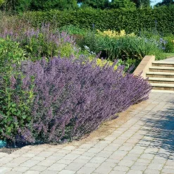 La Green Touch - Nepeta 'six hills giant' x6 – entre 0,38 et 0,5m2 Online