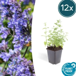 La Green Touch - Nepeta 'six hills giant' x6 – entre 0,38 et 0,5m2 Online