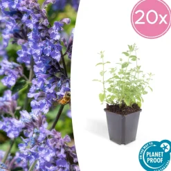 La Green Touch - Nepeta 'six hills giant' x6 – entre 0,38 et 0,5m2 Online