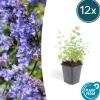 La Green Touch - Nepeta 'six hills giant' x12 – entre 0,75 et 1m2 Clearance
