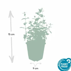La Green Touch - Nepeta 'six hills giant' x12 – entre 0,75 et 1m2 Clearance