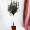 La Green Touch - Olivier - olea europaea tronc 160cm - plante d'extérieur New