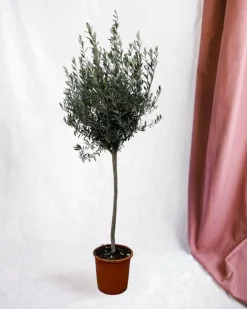 La Green Touch - Olivier - olea europaea tronc 160cm - plante d'extérieur New