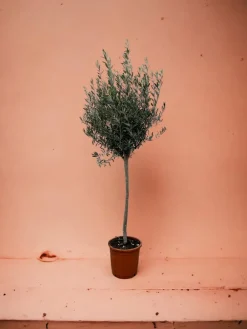 La Green Touch - Olivier - olea europaea tronc 160cm - plante d'extérieur New