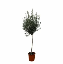 La Green Touch - Olivier - olea europaea tronc 160cm - plante d'extérieur New