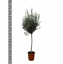 La Green Touch - Olivier - olea europaea tronc 160cm - plante d'extérieur New