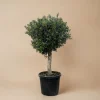 La Green Touch Plantes Méditerranéennes | - Olivier olea europaea h180cm