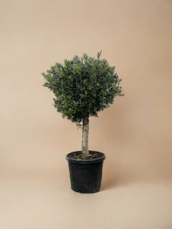 La Green Touch Plantes Méditerranéennes | - Olivier olea europaea h180cm