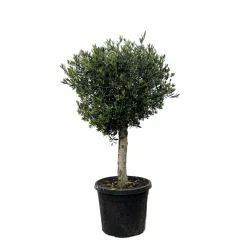 La Green Touch Plantes Méditerranéennes | - Olivier olea europaea h180cm