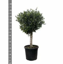 La Green Touch Plantes Méditerranéennes | - Olivier olea europaea h180cm