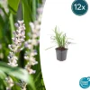 La Green Touch - Ophiopogon - herbe aux turquoises 'moneymaker' x12 – entre 0,75 et 1m2 Online