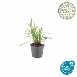 La Green Touch - Ophiopogon - herbe aux turquoises 'moneymaker' x12 – entre 0,75 et 1m2 Online