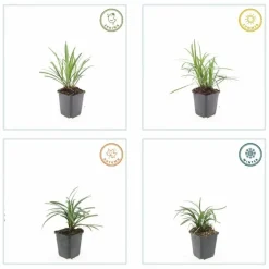 La Green Touch - Ophiopogon - herbe aux turquoises 'moneymaker' x12 – entre 0,75 et 1m2 Online
