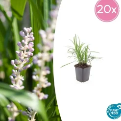 La Green Touch - Ophiopogon - herbe aux turquoises 'moneymaker' x12 – entre 0,75 et 1m2 Online