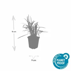 La Green Touch Plantes Vivaces | - Ophiopogon - herbe aux turquoises 'monroe white' x20 – entre 1,25 et 1,67m2