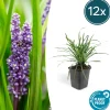 La Green Touch - Ophiopogon - herbe aux turquoises 'big blue' x12 – entre 0,75 et 1m2 Best