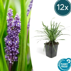 La Green Touch - Ophiopogon - herbe aux turquoises 'big blue' x12 – entre 0,75 et 1m2 Best