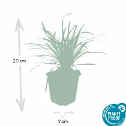La Green Touch - Ophiopogon - herbe aux turquoises 'big blue' x12 – entre 0,75 et 1m2 Best