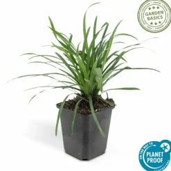 La Green Touch - Ophiopogon - herbe aux turquoises 'big blue' x12 – entre 0,75 et 1m2 Best
