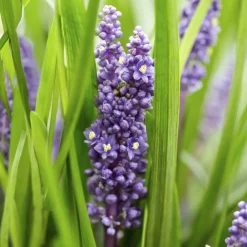 La Green Touch - Ophiopogon - herbe aux turquoises 'big blue' x12 – entre 0,75 et 1m2 Best