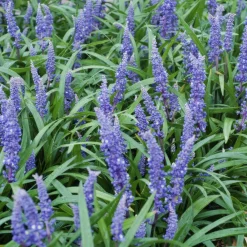 La Green Touch - Ophiopogon - herbe aux turquoises 'big blue' x12 – entre 0,75 et 1m2 Best