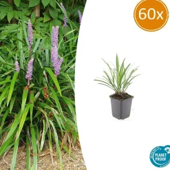 La Green Touch - Ophiopogon - herbe aux turquoises 'ingwersen' x60 – entre 3,75 et 5m2 Hot