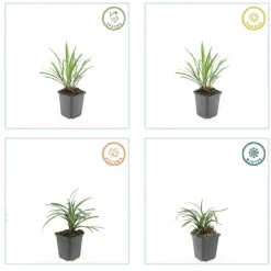La Green Touch - Ophiopogon - herbe aux turquoises 'ingwersen' x60 – entre 3,75 et 5m2 Hot