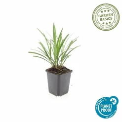 La Green Touch - Ophiopogon - herbe aux turquoises 'ingwersen' x60 – entre 3,75 et 5m2 Hot
