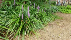 La Green Touch - Ophiopogon - herbe aux turquoises 'ingwersen' x60 – entre 3,75 et 5m2 Hot