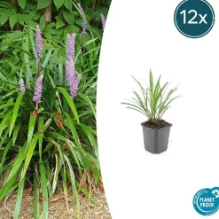La Green Touch - Ophiopogon - herbe aux turquoises 'ingwersen' x60 – entre 3,75 et 5m2 Hot