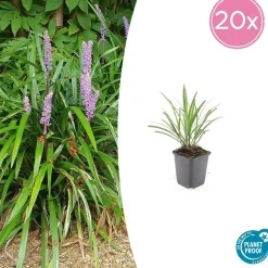 La Green Touch - Ophiopogon - herbe aux turquoises 'ingwersen' x60 – entre 3,75 et 5m2 Hot