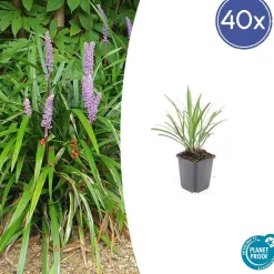 La Green Touch - Ophiopogon - herbe aux turquoises 'ingwersen' x60 – entre 3,75 et 5m2 Hot