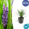 La Green Touch Plantes Vivaces | - Ophiopogon - herbe aux turquoises 'big blue' x40 – entre 2,5 et 3,33m2