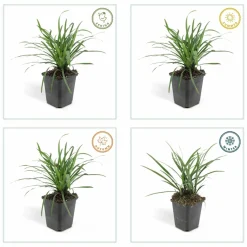 La Green Touch Plantes Vivaces | - Ophiopogon - herbe aux turquoises 'big blue' x40 – entre 2,5 et 3,33m2