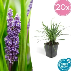 La Green Touch Plantes Vivaces | - Ophiopogon - herbe aux turquoises 'big blue' x40 – entre 2,5 et 3,33m2