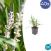 La Green Touch - Ophiopogon - herbe aux turquoises 'moneymaker' x40 – entre 2,5 et 3,33m2 Online