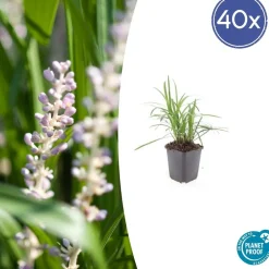 La Green Touch - Ophiopogon - herbe aux turquoises 'moneymaker' x40 – entre 2,5 et 3,33m2 Online