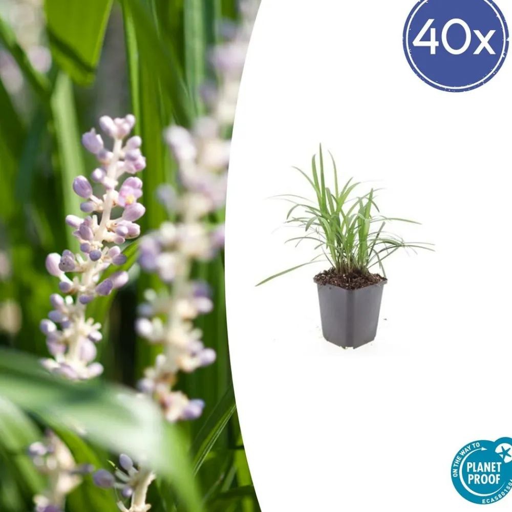 La Green Touch - Ophiopogon - herbe aux turquoises 'moneymaker' x40 – entre 2,5 et 3,33m2 Online