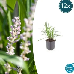 La Green Touch - Ophiopogon - herbe aux turquoises 'moneymaker' x40 – entre 2,5 et 3,33m2 Online