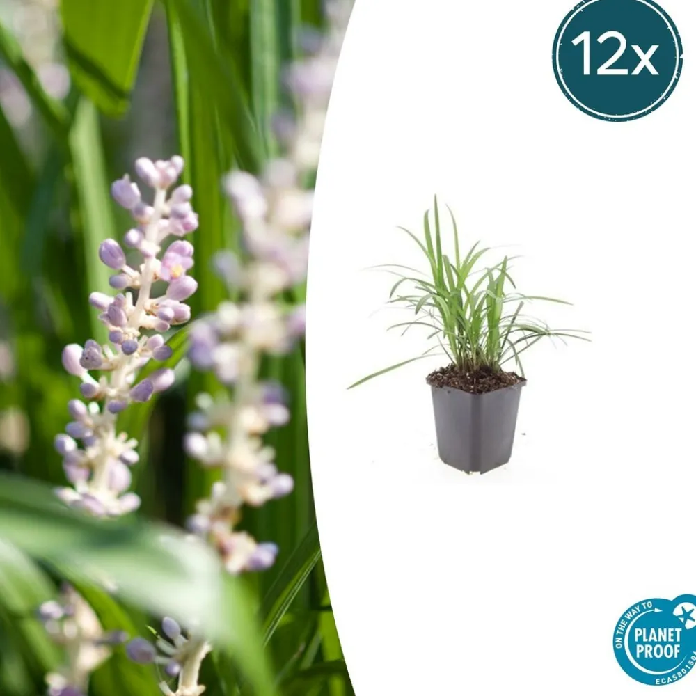 La Green Touch - Ophiopogon - herbe aux turquoises 'moneymaker' x40 – entre 2,5 et 3,33m2 Online